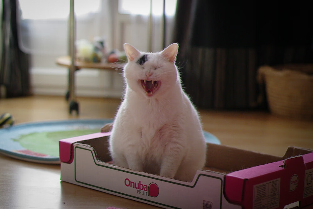 开云APP-跨界体育风云，猛龙单节狂扫广厦，詹姆斯英超争冠擎天柱