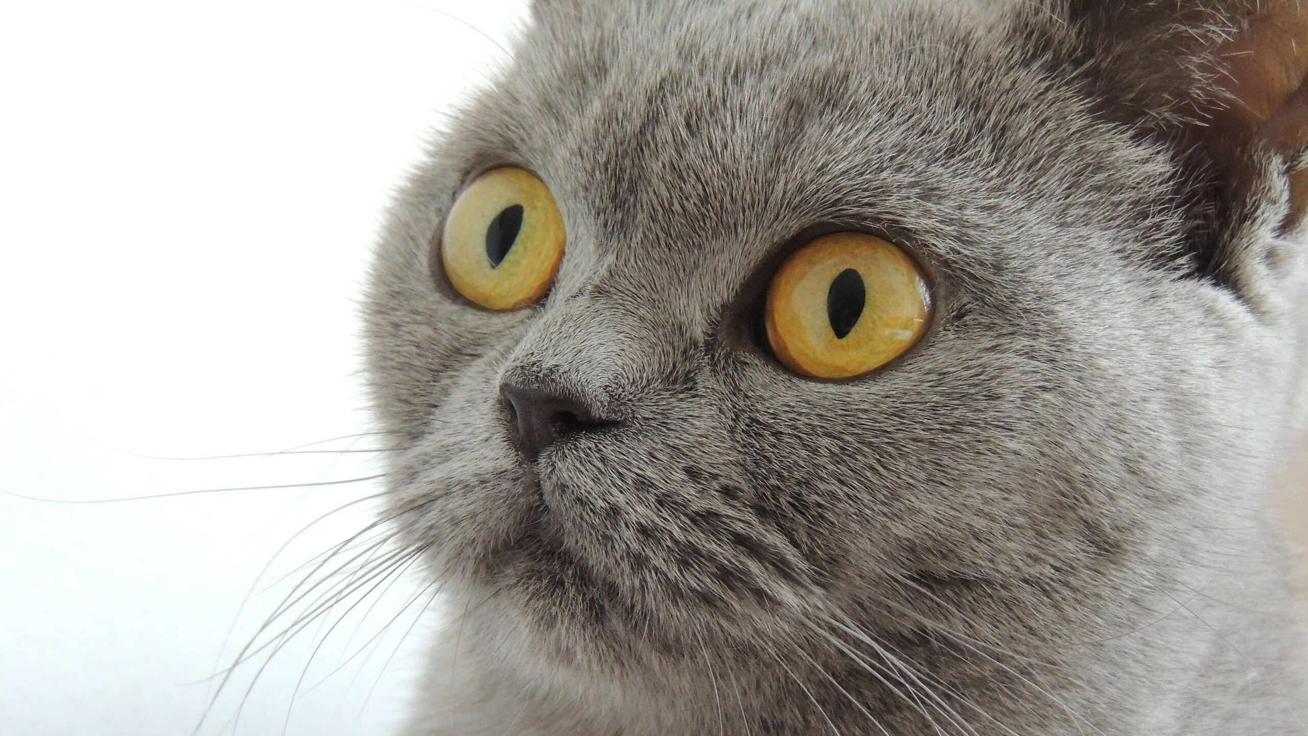 开云体育app-奥运周期关键战之夜，阿圭罗，镌刻在绿茵史诗里的大场面先生