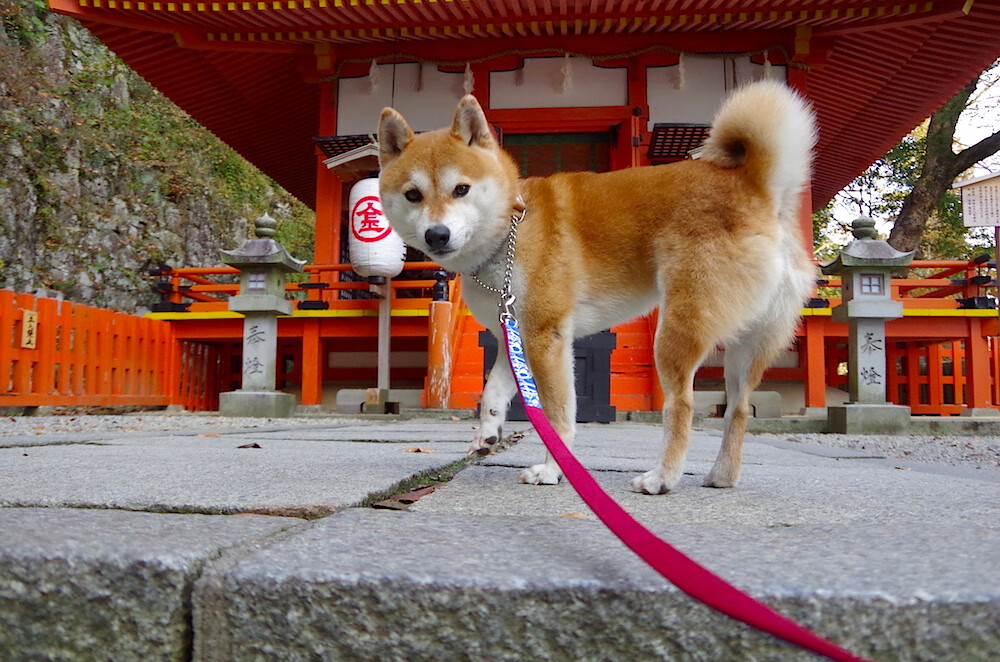 开云体育APP下载-当欧冠决赛遇见王者时刻，詹姆斯的绝境交响曲