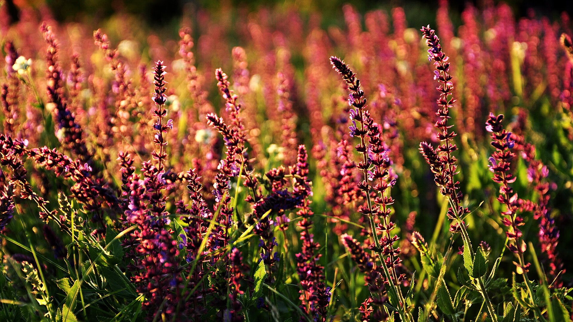 梅西神勇摧毁防线,波兰加时力克德国—绿茵场上的双重传奇