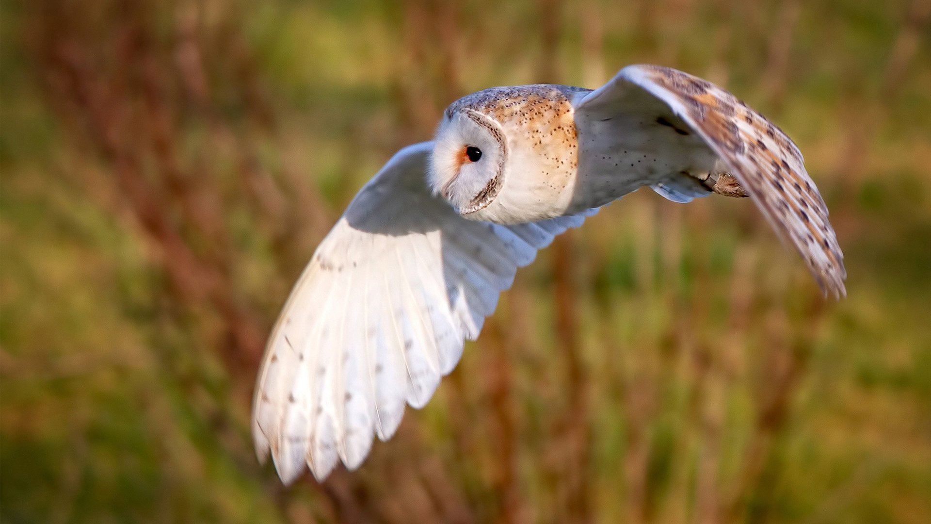 2026世界杯焦点战，坚韧红盾逆袭，瑞士终场惊魂绝杀曼联军团