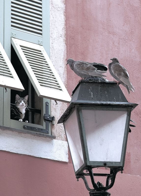 开云体育入口-锡安独舞天山脚下，鹈鹕绝境逢生力克新疆