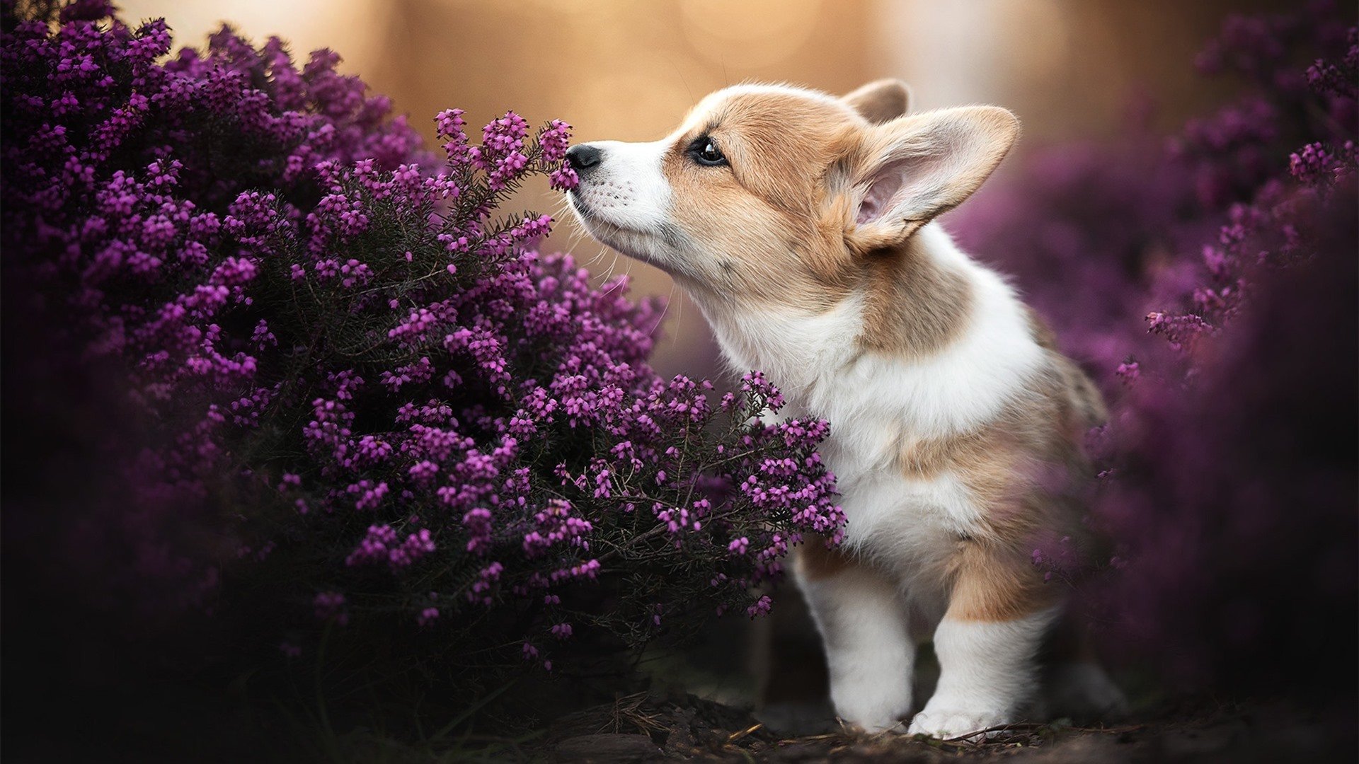 开云体育-街道赛道与绿茵铁幕，当维斯塔潘的方向盘遇见巴西的全面压制