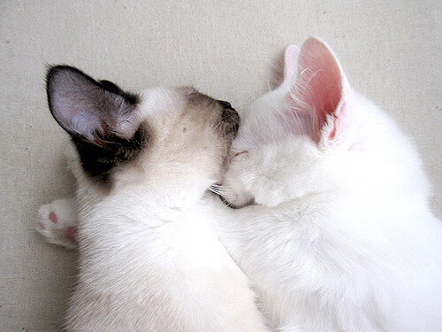 少年屠龙记,巴萨雏凤加维,贝蒂斯赛场绞杀阿根廷群星