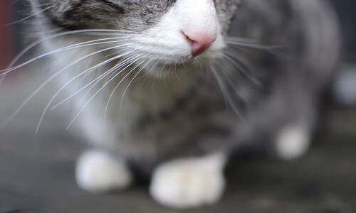 德意志铁幕,哈弗茨如何用一场比赛诠释压制级艺术