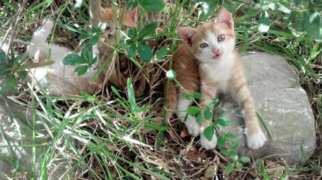 马拉卡纳绞肉机,奥运前哨战,阿根廷强行终结喀麦隆的最后一舞