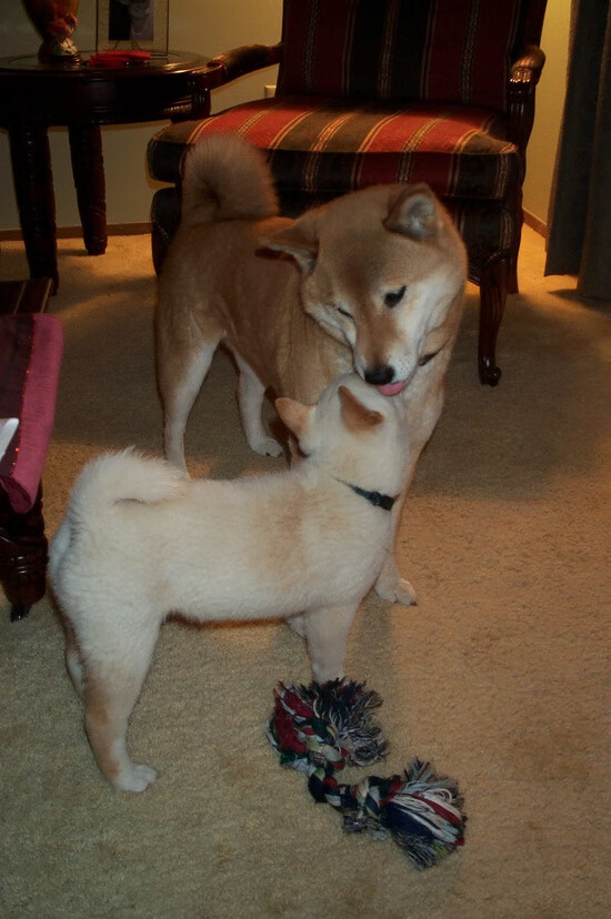 西亚卡姆狂澜席卷北岸花园,76人铁锁横江冻僵绿军双子星