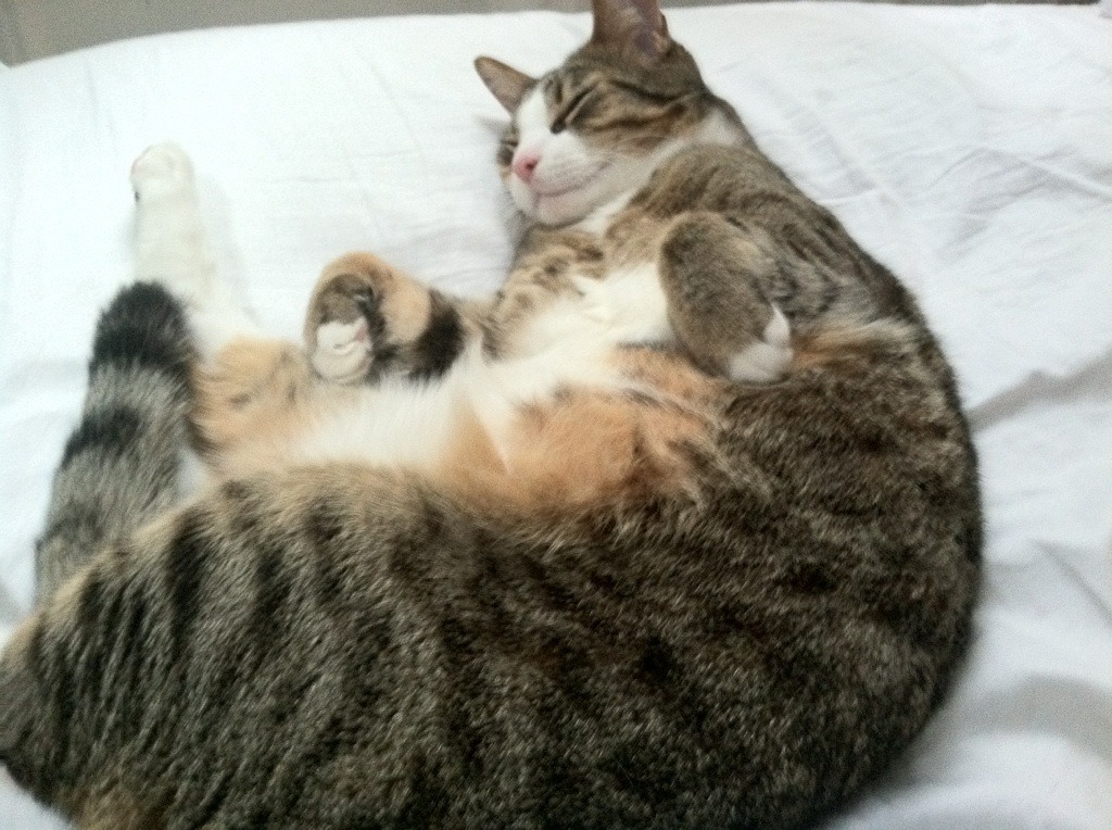 开云平台-阿什拉夫导演惊天逆转！洪都拉斯黄金一代让AC米兰吞下苦果