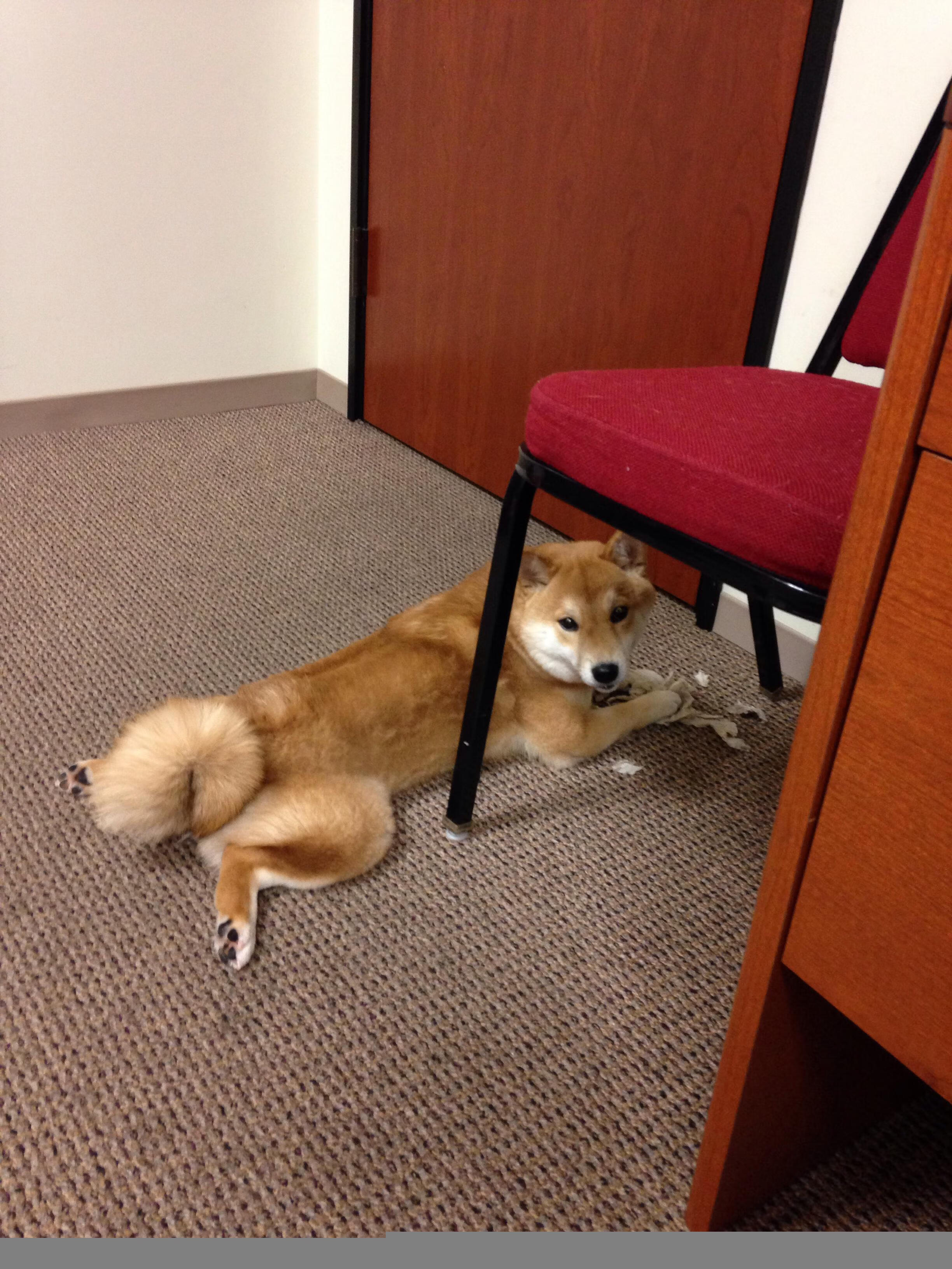 天神下凡！伊布独造四球统治全场，亚特兰大加时鏖战力克厄瓜多尔