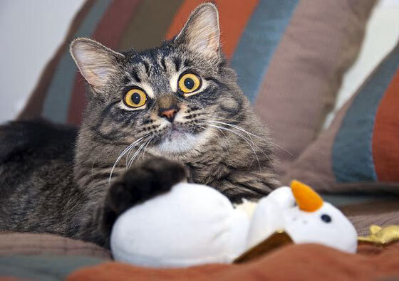 开云APP-卢卡库关键回合一锤定音，澳大利亚与奥地利激战见证巨星风采