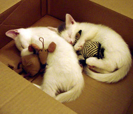 孤胆英雄法比尼奥，抢七终场哨响前，他一人逆转了整个欧洲篮球的剧本