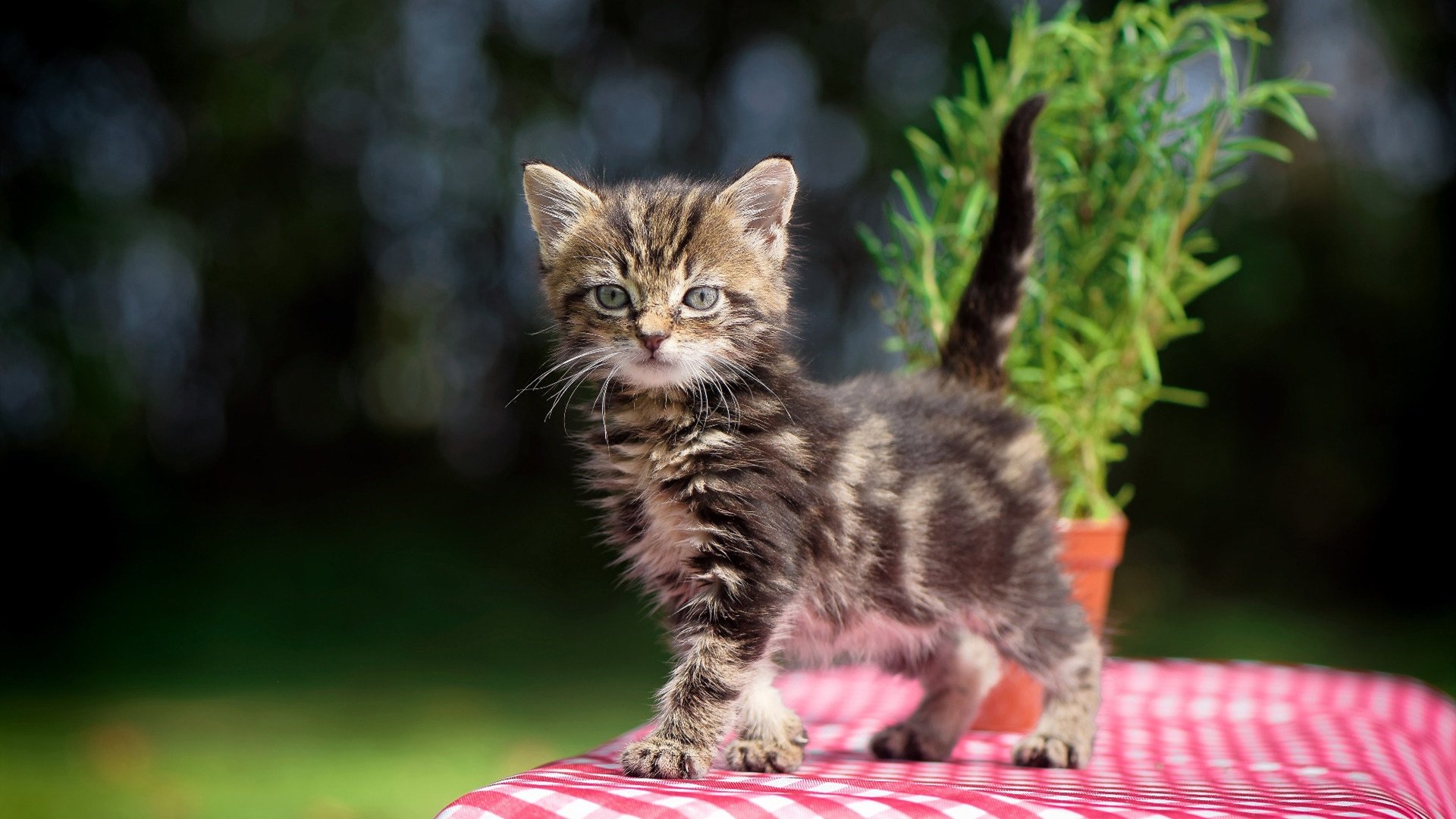 切特赛后评分拉满！雷霆巅峰对决胜出灰熊，新时代的钢印已悄然烙下