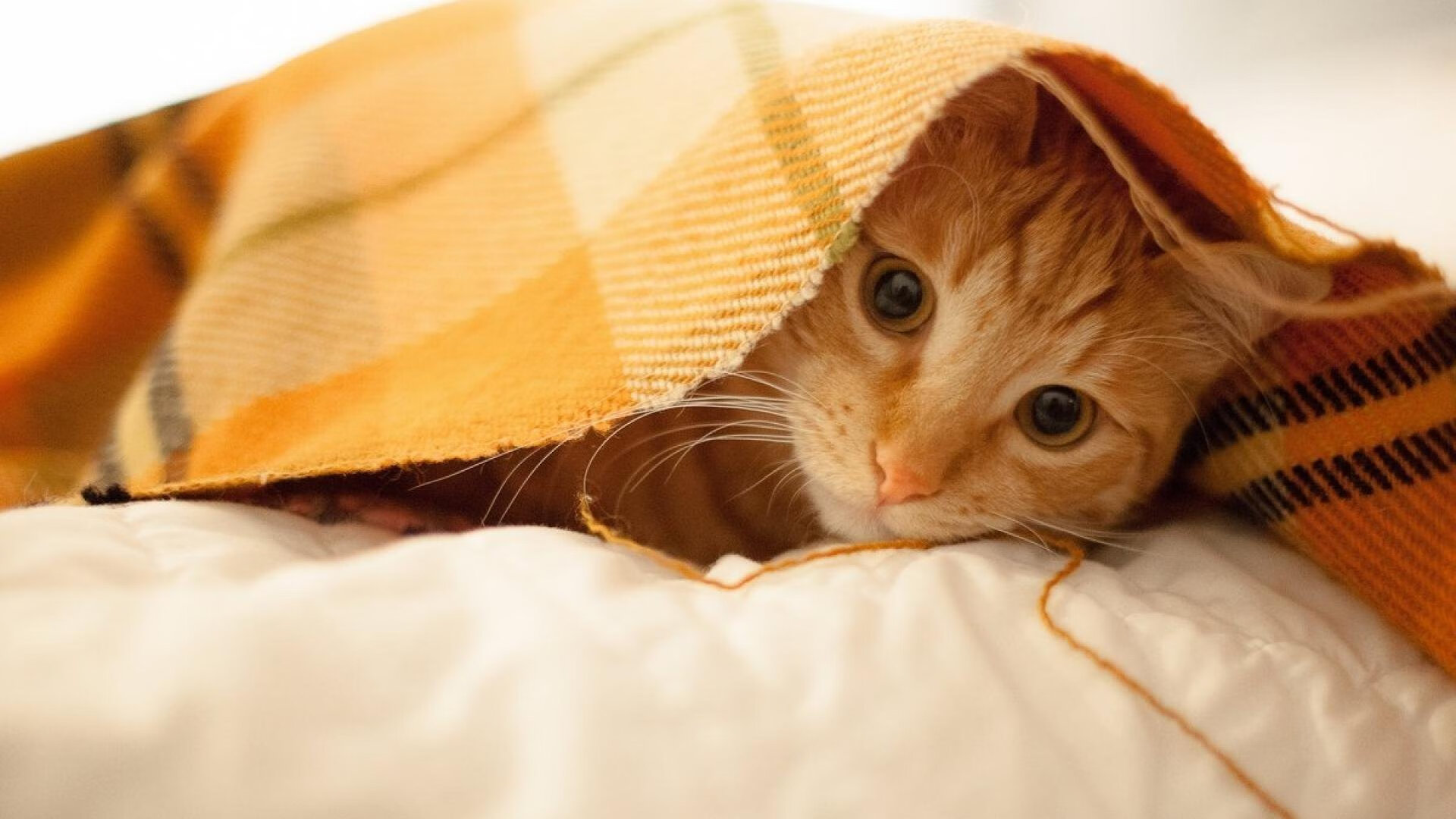 单骑破阵，乔治数据全面爆炸，黄蜂速胜灰熊奏凯歌