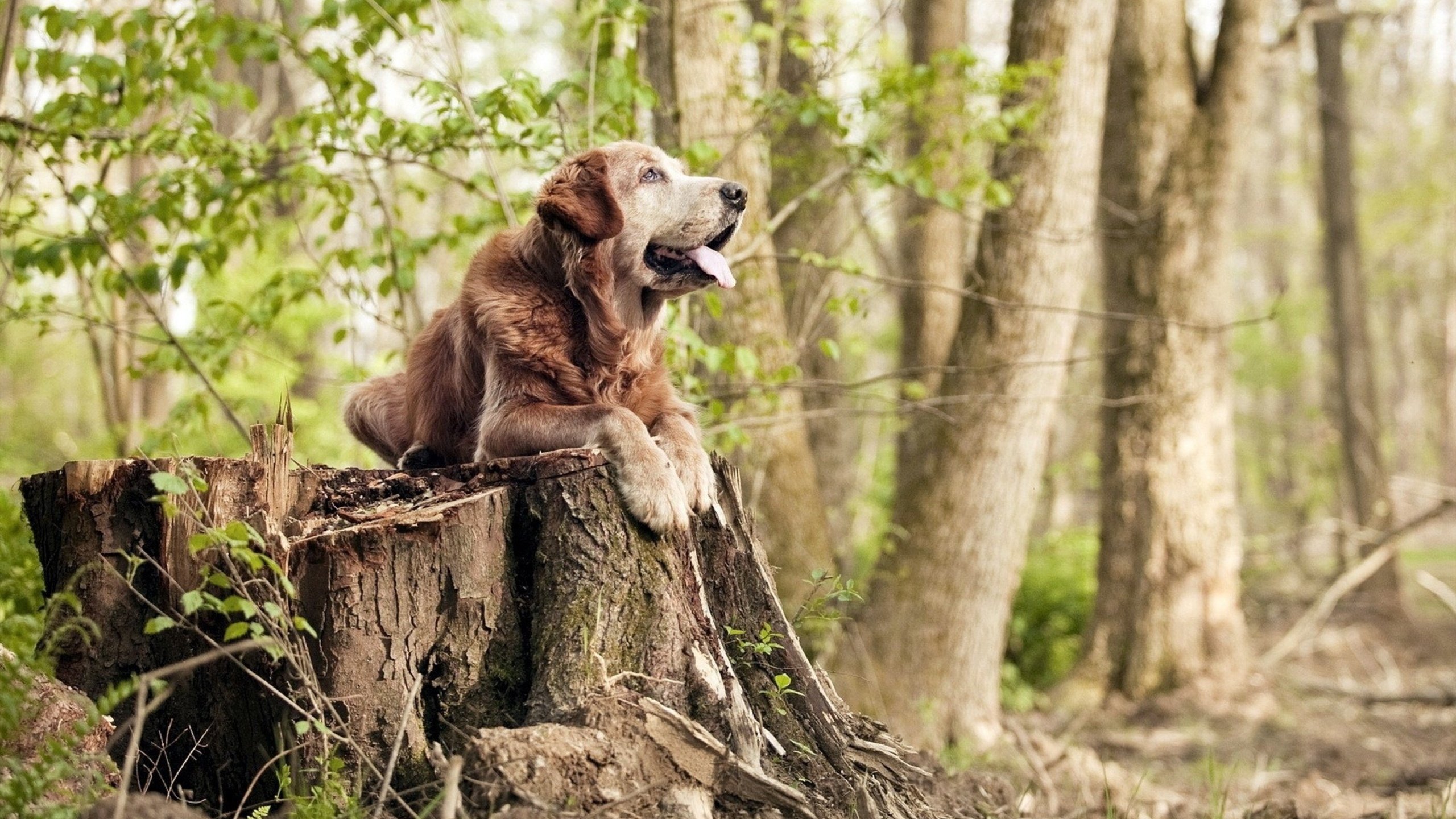 恩比德扛起全队,北京队粉碎火箭,全球篮球浪潮中的双城记